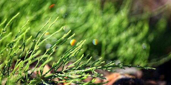 В Приморье сохраняется вероятность дождей