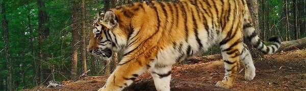 Амурский тигр загнал в Приморье грибников на дерево