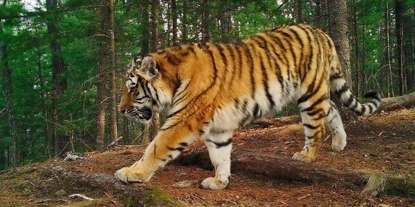 Амурский тигр загнал в Приморье грибников на дерево