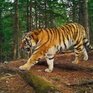 Амурский тигр загнал в Приморье грибников на дерево