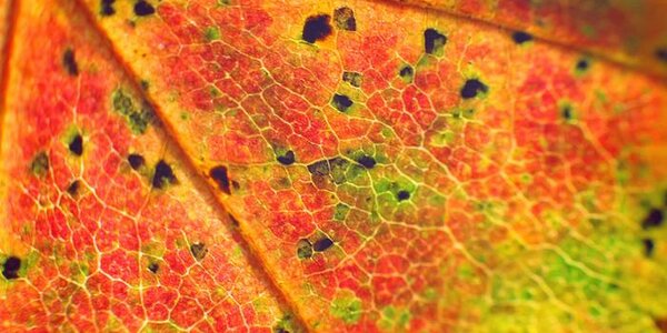 Первого октября воздух в Приморье прогреется до +21°С