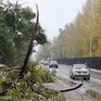 Первый снегопад обрушился на Кемерово: поваленные деревья и ДТП