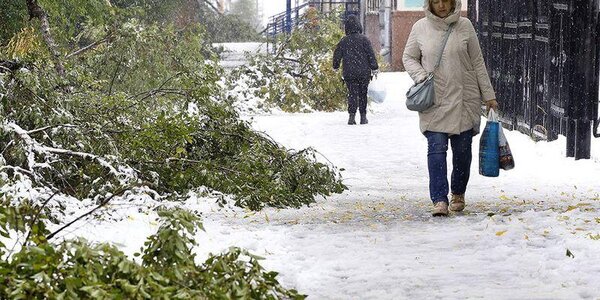 Первый снегопад обрушился на Кемерово: поваленные деревья и ДТП