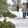 Первый снегопад обрушился на Кемерово: поваленные деревья и ДТП