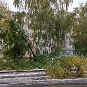 Первый снегопад обрушился на Кемерово: поваленные деревья и ДТП
