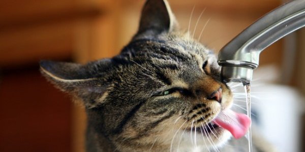 12 мая во Владивостоке начнутся гидравлические испытания (ГРАФИК)