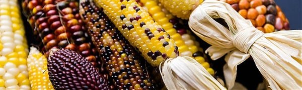 Американские учёные опубликовали доклад о безопасности ГМО