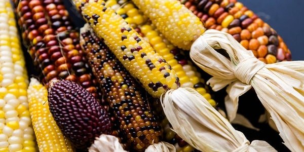 Американские учёные опубликовали доклад о безопасности ГМО