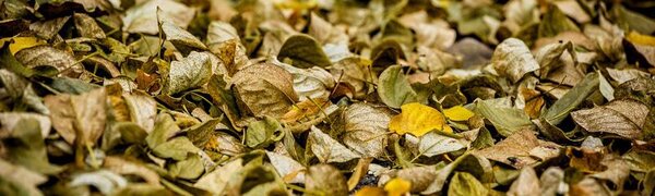 Новая волна похолодания накроет Приморье на следующей неделе