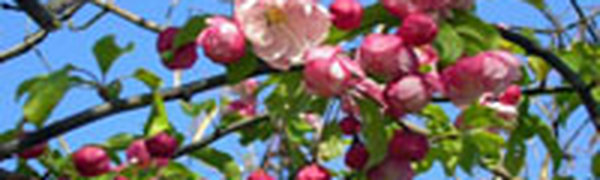 Гидрометцентр России подарит на 8 марта прогноз погоды по Фаренгейту