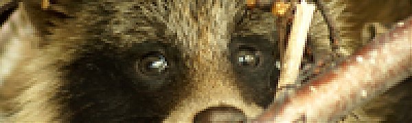 Прохладный август в Сихотэ-Алинском заповеднике (ФОТО)