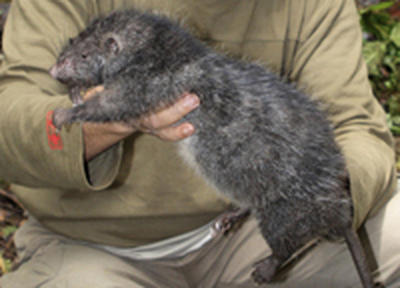 В Новой Гвинее обнаружена метровая крыса
