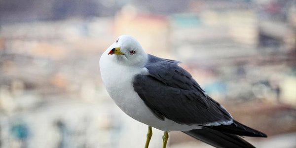 Во Владивостоке в пятницу сохранятся туман и морось