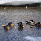 Январь в Сихотэ-Алинском заповеднике – холодный и ветреный