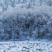 Январь в Сихотэ-Алинском заповеднике – холодный и ветреный