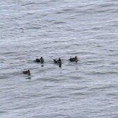 Январь в Сихотэ-Алинском заповеднике – холодный и ветреный