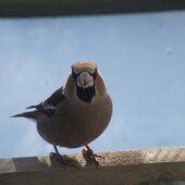 Январь в Сихотэ-Алинском заповеднике – холодный и ветреный