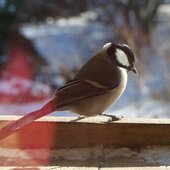 Январь в Сихотэ-Алинском заповеднике – холодный и ветреный