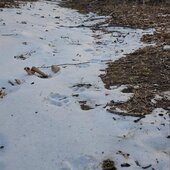 Январь в Сихотэ-Алинском заповеднике – холодный и ветреный