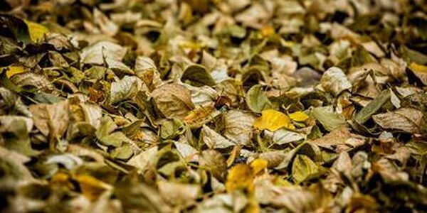 Аномально холодная погода установилась в Приморье, такого ещё не наблюдалось