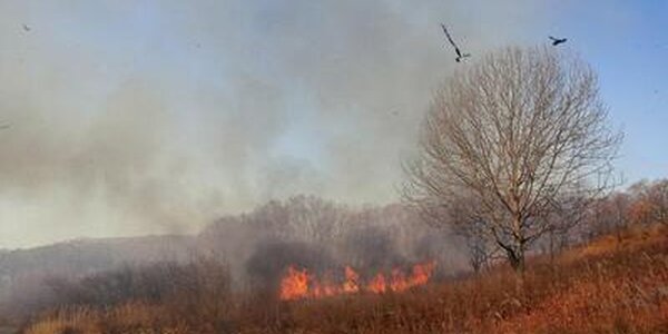 В Приморском крае растёт класс пожароопасности леса