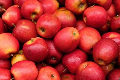 Ураган «Офелия» помог собрать урожай яблок в Ирландии