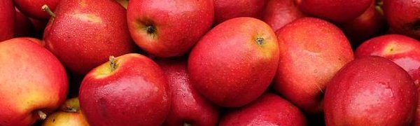 Ураган «Офелия» помог собрать урожай яблок в Ирландии