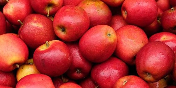 Ураган «Офелия» помог собрать урожай яблок в Ирландии