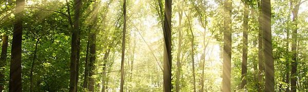 Норвегия стала первой в мире страной, отказавшейся от вырубки леса