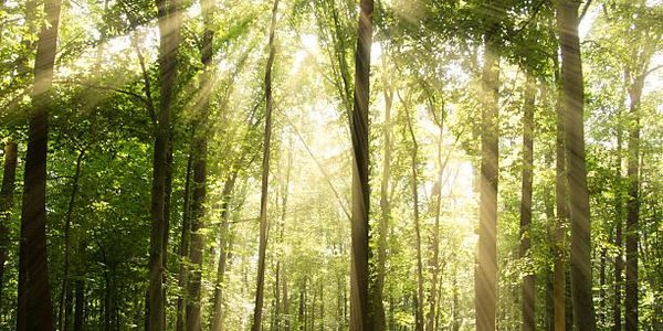 Норвегия стала первой в мире страной, отказавшейся от вырубки леса