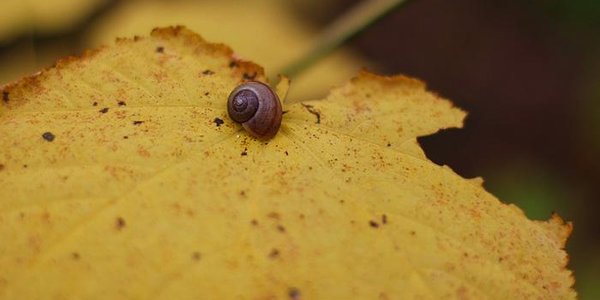 Вторая декада ноября в Приморье была теплой и влажной 
