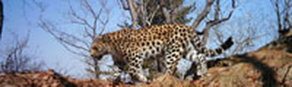 Уникальный атлас дальневосточного леопарда издали во Владивостоке