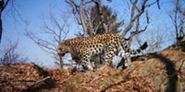 Уникальный атлас дальневосточного леопарда издали во Владивостоке