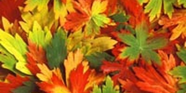 Солнечная осенняя погода продолжает радовать приморцев