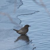 Декабрь в Сихотэ-Алинском заповеднике – начало суровой зимы