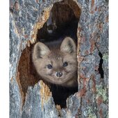 Декабрь в Сихотэ-Алинском заповеднике – начало суровой зимы