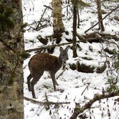 Декабрь в Сихотэ-Алинском заповеднике – начало суровой зимы