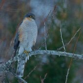 Декабрь в Сихотэ-Алинском заповеднике – начало суровой зимы
