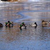 Декабрь в Сихотэ-Алинском заповеднике – начало суровой зимы