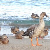 Декабрь в Сихотэ-Алинском заповеднике – начало суровой зимы