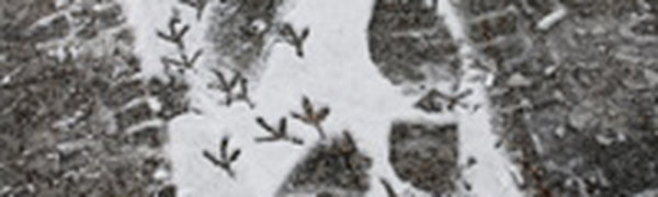 Вчера во Владивостоке выпало 6 мм осадков