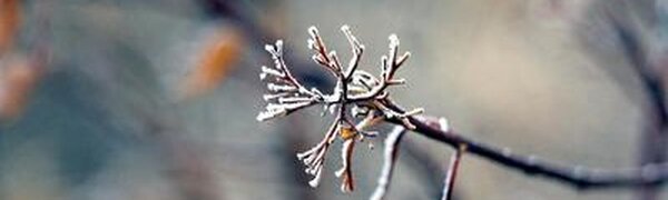 Ночные морозы окрепнут в Приморье до - 27 °С