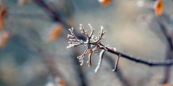 Ночные морозы окрепнут в Приморье до - 27 °С