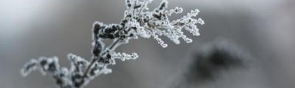 Прогноз погоды на выходные: ночные морозы усилятся в Приморье