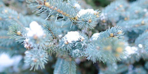 Первый день зимы в Приморье будет морозным