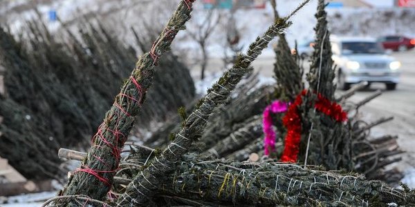 Более 130 ёлочных базаров откроется в Приморье в середине декабря