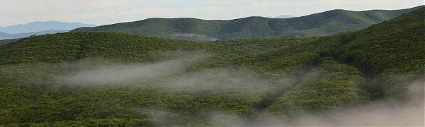 Более 600 гектаров леса высажено в Приморье