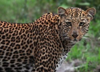 Жизнь леопардов в режиме онлайн