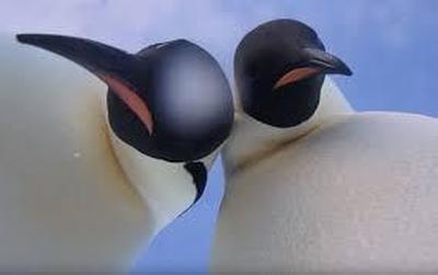 Пингвины нашли в Антарктиде камеру и сделали селфи (ВИДЕО)