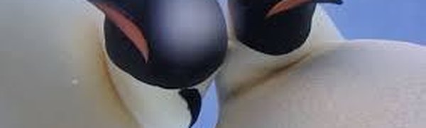 Пингвины нашли в Антарктиде камеру и сделали селфи (ВИДЕО)